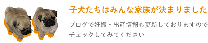 子犬たちはみんな家族が決まりました