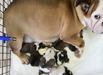 ブルドッグのお母さんと子ども